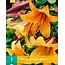 Lilie African Queen - Neu - 1 Zwiebel - Trompetenlilie - Sommerblumen kaufen?