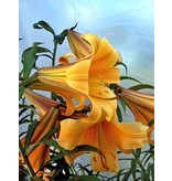 Lily African Queen - New - 1 Bulb - Trumpet Lily - Buy Summer Flowers?