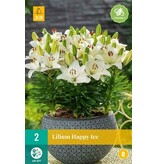 Lily Happy ice - New - 2 Bulbs - Container And Pot Plants - Garden Select