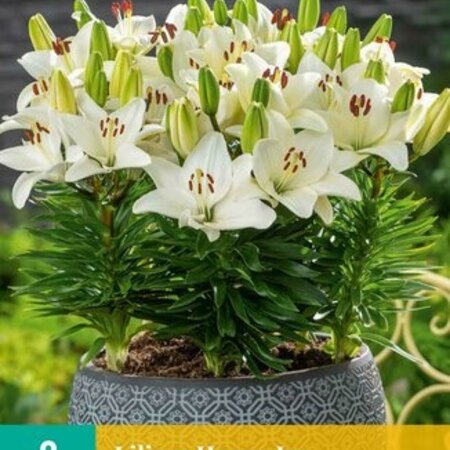 Lily Happy ice - New - 2 Bulbs - Container And Pot Plants - Garden Select