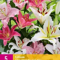 Lilie Oriental Pastell Mix - 5 Blumenzwiebeln