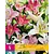 Lelie Oriental Pastel Mix - 5 Bollen