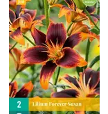 Lelie Forever Susan - 2 Bollen - Aziatische Lelies Kopen? Garden Select