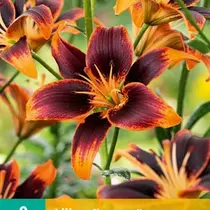 Lily Forever Susan - 2 Blumenzwiebeln