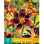 Lily Forever Susan - 2 Bulbs - Buy Asian Lilies? Garden Select