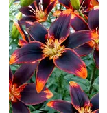 Lily Forever Susan - 2 Bulbs - Buy Asian Lilies? Garden Select