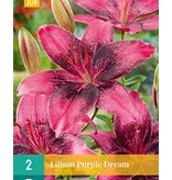 Lilie Purple Dream - 2 Zwiebeln - Lila Lilien - Sommerblumen kaufen?