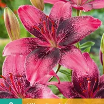 Lilie Purple Dream - 2 Blumenzwiebeln
