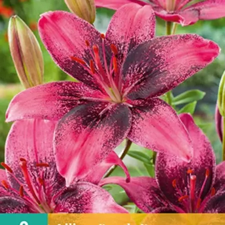 Lily Purple Dream - 2 Bulbs - Purple Lilies - Buy Summer Flowers?