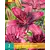 Lily Purple Dream - 2 Bulbs
