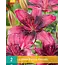 Lily Purple Dream - 2 Bulbs - Purple Lilies - Buy Summer Flowers?