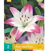 Lelie Sugar Love - Lollypop - 2 Bollen - Roze / Witte Lelie - Voorjaarsbollen Kopen?
