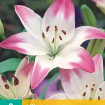 Lily Sugar Love - 2 Bulbs