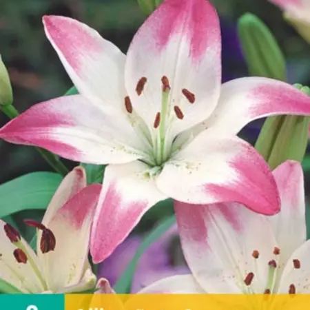 Lily Sugar Love - Lollypop - 2 Bulbs - Pink / White Lily - Buy Spring Bulbs?