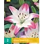 Lily Sugar Love - Lollypop - 2 Bulbs - Pink / White Lily - Buy Spring Bulbs?