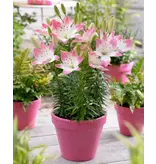 Lily Sugar Love - Lollypop - 2 Bulbs - Pink / White Lily - Buy Spring Bulbs?