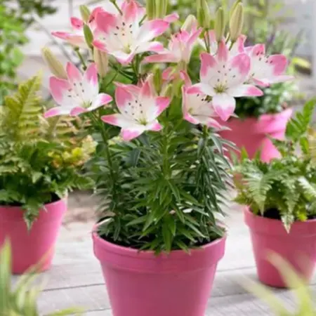 Lily Sugar Love - Lollypop - 2 Bulbs - Pink / White Lily - Buy Spring Bulbs?