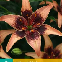 Lily Whistler - 2 Blumenzwiebeln