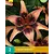 Lily Whistler - 2 Bulbs