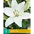Lily Kent - 2 Bulbs