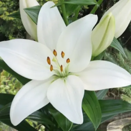 Lily Kent - 2 Bulbs - Lily White - Buy Oriental Lilies?