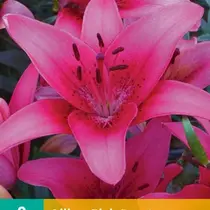 Lilie Rosa Grafschaft - 2 Blumenzwiebeln