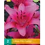 Lily Pink County - Buy Purple Asian Lilies? Garden Select