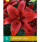 Lily Red County - Rote asiatische Lilien kaufen? - Garden Select