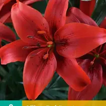 Lily Red County - 2 Bulbs