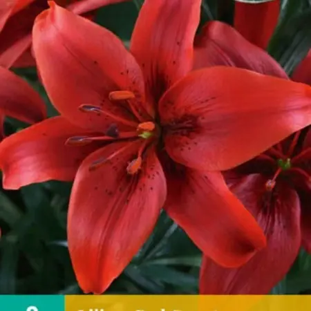 Lily Red County - Buy Red Asian Lilies? - Garden Select