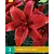 Lilie Rote Grafschaft - 2 Blumenzwiebeln