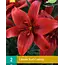 Lily Red County - Rote asiatische Lilien kaufen? - Garden Select