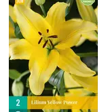 Lilie Yellow Power - 2 Zwiebeln - Asiatische gelbe Lilien kaufen? - Garten wählen