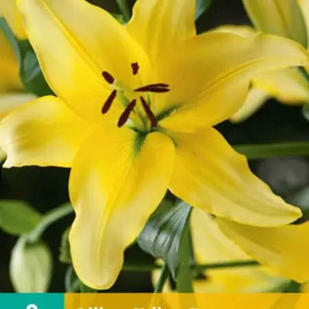 Lily Yellow Power - 2 Bulbs - Buy Asian Yellow Lilies? - Garden Select