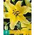 Lelie Yellow Power - 2 Bollen