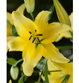 Lily Yellow Power - 2 Bulbs - Buy Asian Yellow Lilies? - Garden Select