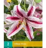 Lily Dizzy - Neu - 2 Zwiebeln - Orientalische Lilien kaufen? Garden-Select.de