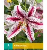Lily Dizzy - New - 2 Bulbs - Buy Oriental Lilies? Garden-Select.com
