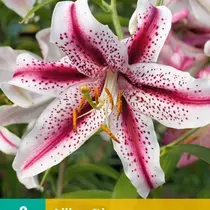 Lily Dizzy - Neu - 2 Blumenzwiebeln