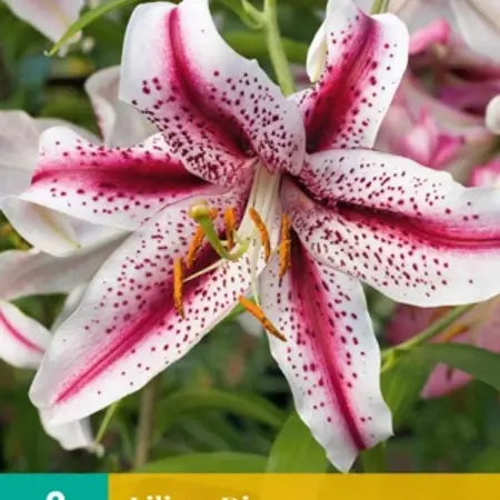 Lily Dizzy - New - 2 Bulbs - Buy Oriental Lilies? Garden-Select.com