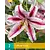 Lily Dizzy - Neu - 2 Blumenzwiebeln