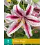 Lily Dizzy - New - 2 Bulbs - Buy Oriental Lilies? Garden-Select.com