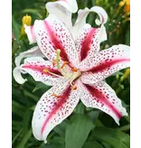 Lily Dizzy - New - 2 Bulbs - Buy Oriental Lilies? Garden-Select.com