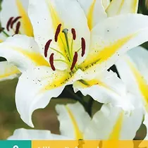 Lily Baferrari - 2 Bulbs