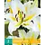 Lily Baferrari - 2 Bulbs