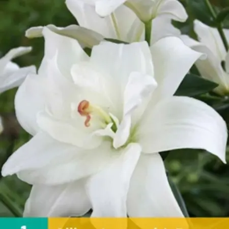 Lily Annemarie's Dream - Double-flowered Lily White Buy Online?
