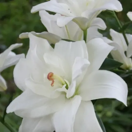 Lily Annemarie's Dream - Double-flowered Lily White Buy Online?