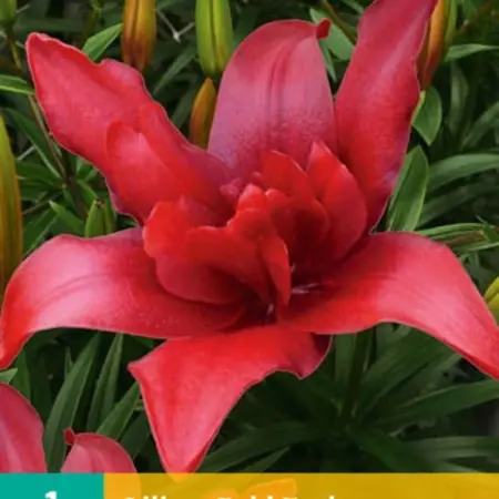 Lily Bald Eagle - Double - Dark Red Asian Double Lily Buy?