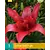 Lily Bald Eagle - Double - 1 Bulb