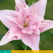 Lily Elodie - double - 1 Bulb